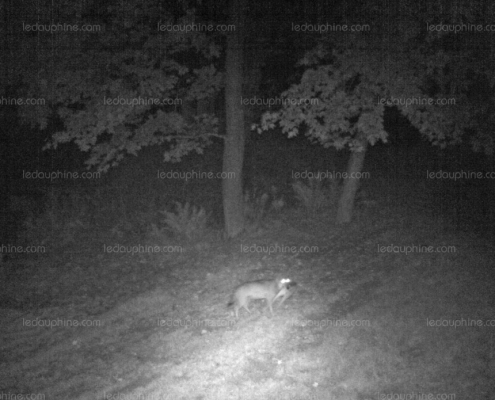 Wolves Spotted Near Chamonix