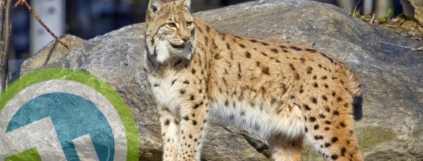 Lynx Attacks deer in Chamonixs parc merlet